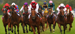 horses
